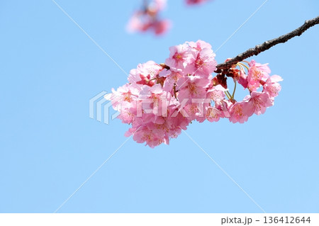 満開の彼岸桜 136412644