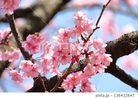 満開の彼岸桜 満開の彼岸桜 136412647