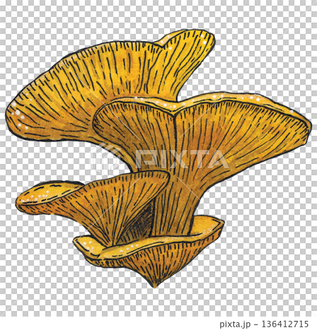 Yellow woody oyster mushrooms. Hand drawn watercolor illustration. Drawing for stickers, cards, posters. autumn, mushroom, forest, yellow, nature 136412715