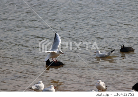 そこ、背中。 136412752