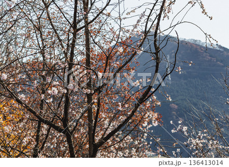 山の斜面に咲く冬桜 136413014