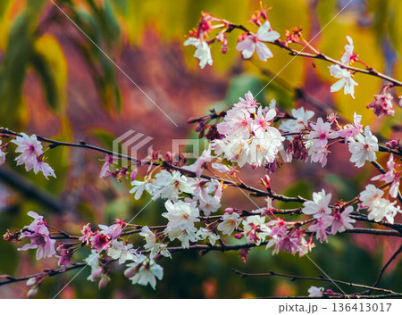 春の日差しに輝く満開の冬桜 春の日差しに輝く満開の冬桜 136413017