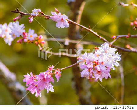 春の陽光に輝く冬桜 春の陽光に輝く冬桜 136413018