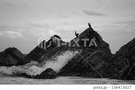 荒波の打ち付ける岩で佇む海鳥　海岸の風景 136413027