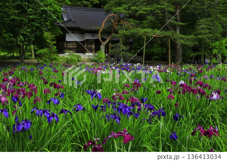 池のほとりに咲く花菖蒲 池のほとりに咲く花菖蒲 136413034