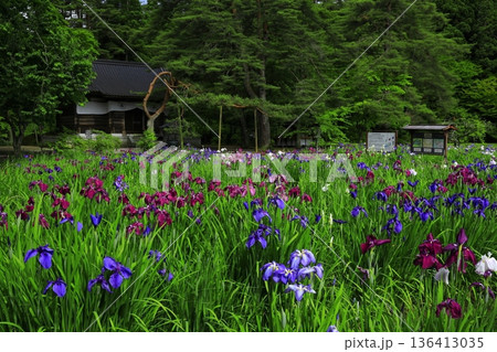 池のほとりに咲く花菖蒲 池のほとりに咲く花菖蒲 136413035