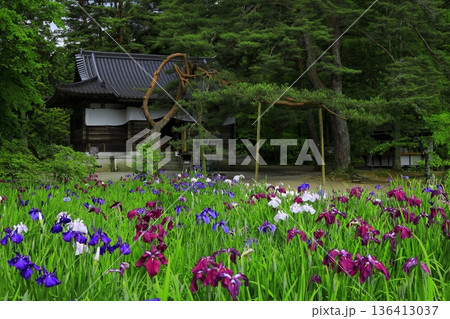 池のほとりに咲く花菖蒲 池のほとりに咲く花菖蒲 136413037