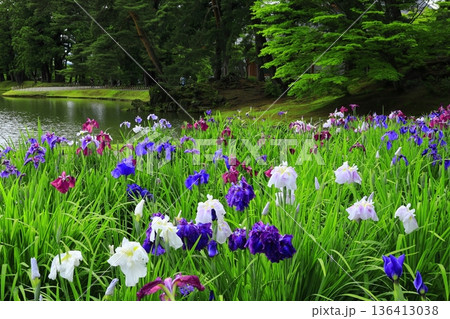 池のほとりに咲く花菖蒲 池のほとりに咲く花菖蒲 136413038