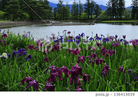 池のほとりに咲く花菖蒲 136413039