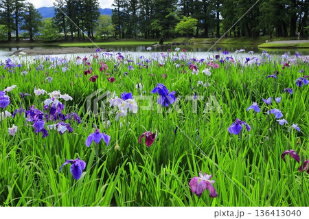 池のほとりに咲く花菖蒲 136413040