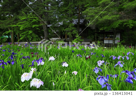 池のほとりに咲く花菖蒲 136413041
