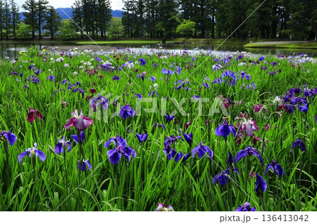 池のほとりに咲く花菖蒲 池のほとりに咲く花菖蒲 136413042