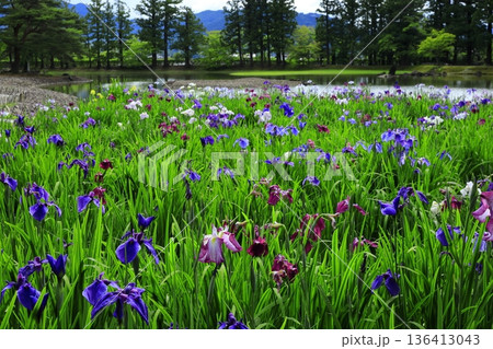 池のほとりに咲く花菖蒲 136413043