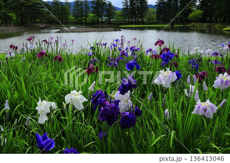 池のほとりに咲く花菖蒲 136413046