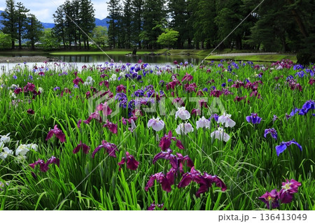 池のほとりに咲く花菖蒲 136413049