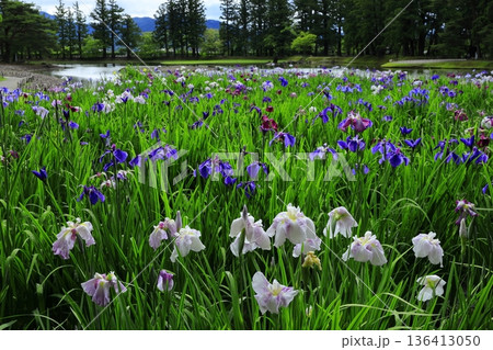 池のほとりに咲く花菖蒲 136413050