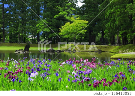池のほとりに咲く花菖蒲 池のほとりに咲く花菖蒲 136413053