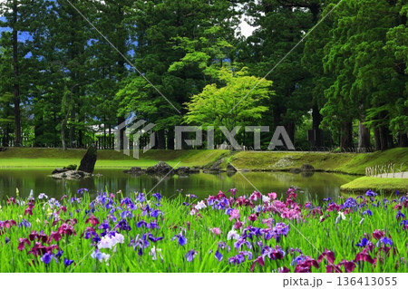 池のほとりに咲く花菖蒲 136413055