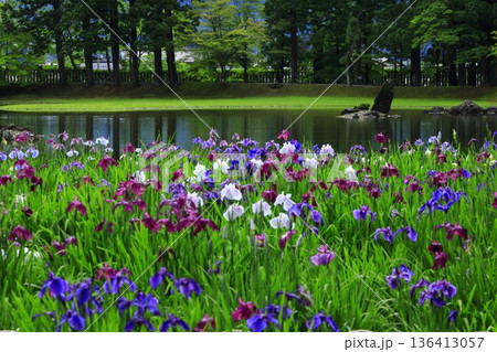 池のほとりに咲く花菖蒲 池のほとりに咲く花菖蒲 136413057