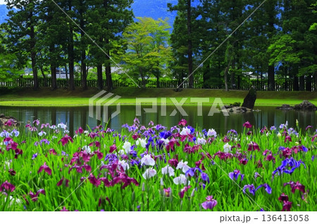 池のほとりに咲く花菖蒲 136413058
