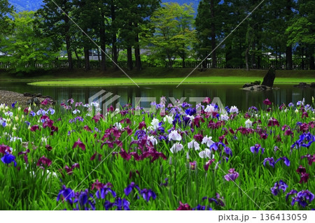 池のほとりに咲く花菖蒲 池のほとりに咲く花菖蒲 136413059