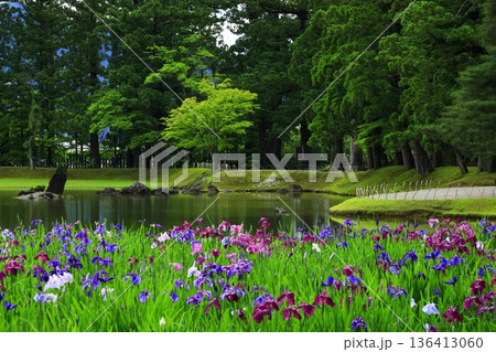 池のほとりに咲く花菖蒲 136413060