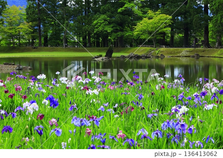 池のほとりに咲く花菖蒲 136413062