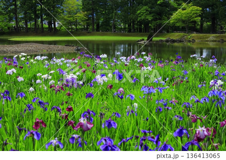 池のほとりに咲く花菖蒲 池のほとりに咲く花菖蒲 136413065