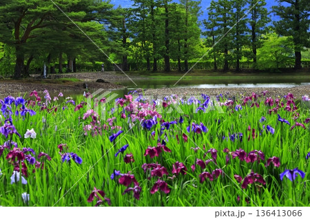 池のほとりに咲く花菖蒲 136413066