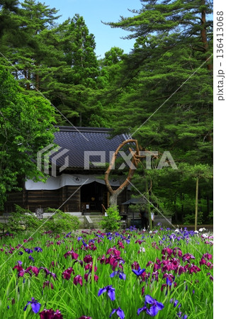 池のほとりに咲く花菖蒲 池のほとりに咲く花菖蒲 136413068