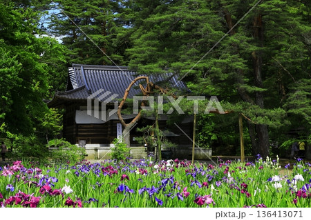 池のほとりに咲く花菖蒲 136413071