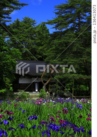 池のほとりに咲く花菖蒲 136413073