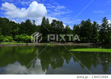 池のほとりに咲く花菖蒲 池のほとりに咲く花菖蒲 136413084