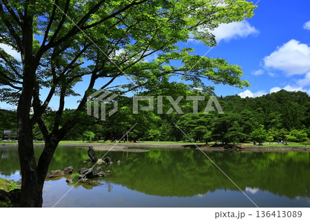 池のほとりに咲く花菖蒲 池のほとりに咲く花菖蒲 136413089
