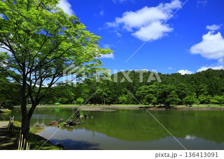 池のほとりに咲く花菖蒲 136413091