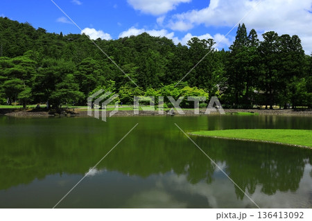 池のほとりに咲く花菖蒲 136413092