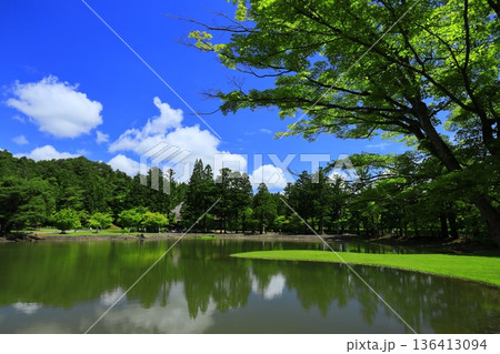 池のほとりに咲く花菖蒲 136413094