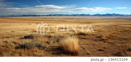 Scenic Steppe Landscape with Golden Reeds and Soft Clouds Under Clear Blue Sky 136413104