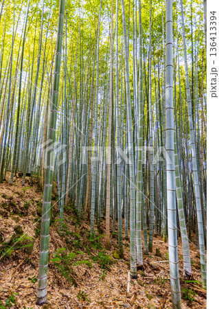 京都府嵐山　竹林の小径 136413394