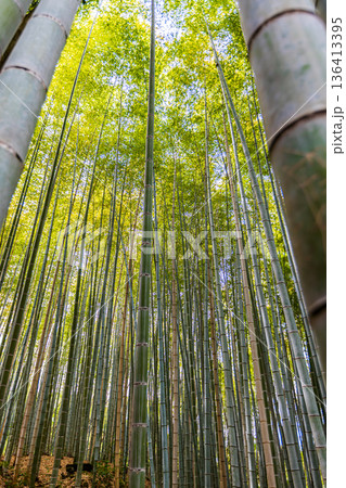 京都府嵐山 竹林の小径 京都府嵐山 竹林の小径 136413395