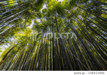 京都府嵐山 竹林の小径 京都府嵐山 竹林の小径 136413400