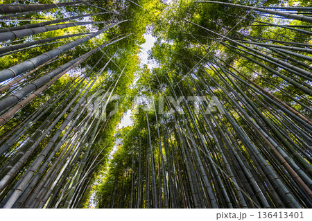 京都府嵐山 竹林の小径 京都府嵐山 竹林の小径 136413401