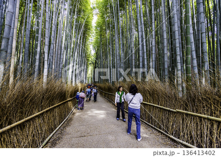 京都府嵐山　竹林の小径 136413402