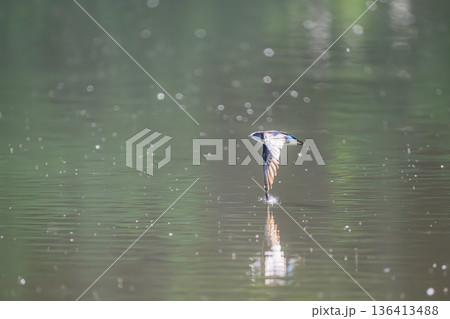 水平飛行最速のハリオアマツバメ 水平飛行最速のハリオアマツバメ 136413488