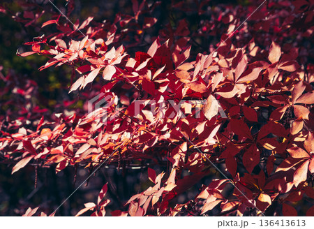 真っ赤な紅葉 136413613
