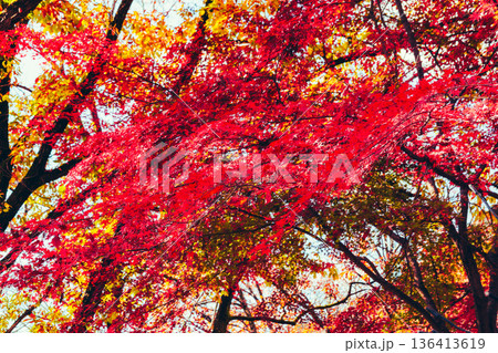 真っ赤に染まった紅葉 真っ赤に染まった紅葉 136413619