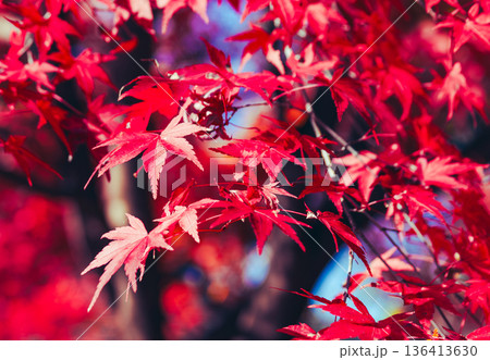 真っ赤な紅葉 真っ赤な紅葉 136413630