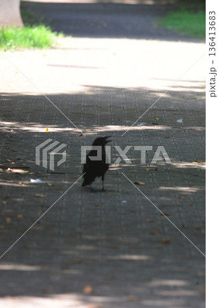 歩道と密集した木々の間にいる鳥のクローズアップショット 136413683