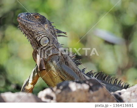 遠くを見つめるグリーンイグアナ 136413691