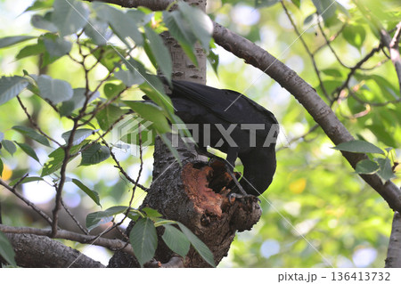 歩道と密集した木々の間にいる鳥のクローズアップショット 歩道と密集した木々の間にいる鳥のクローズアップショット 136413732